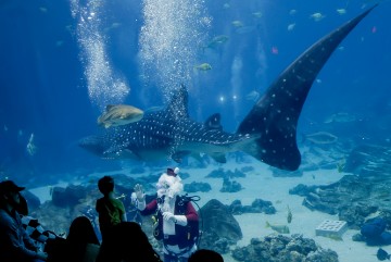 USA SCUBA SANTA CLAUS