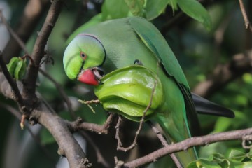 SRI LANKA ANIMALS 