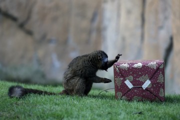 SPAIN ZOO CHRISTMAS