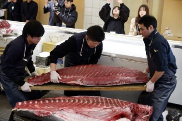 JAPAN TUNA FISH AUCTION