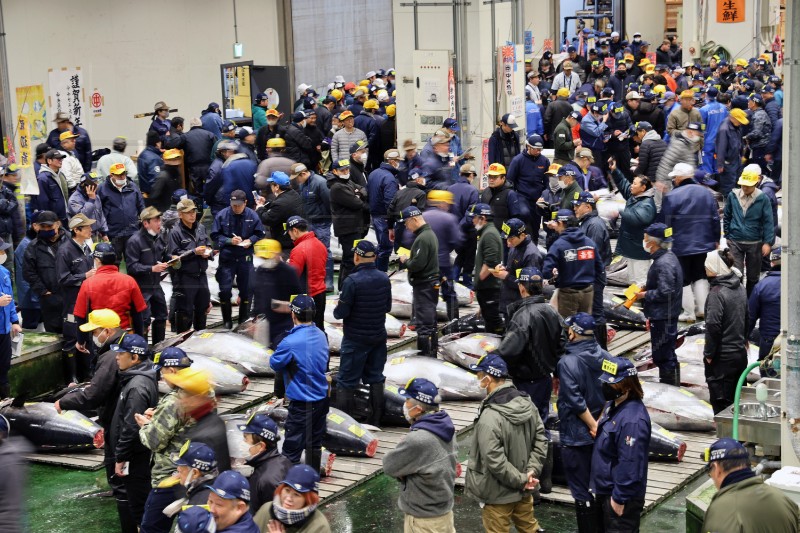 JAPAN TUNA FISH AUCTION