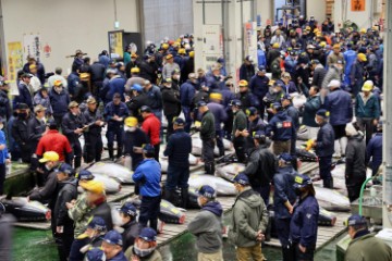 JAPAN TUNA FISH AUCTION