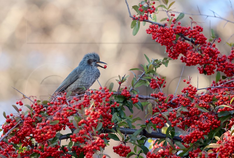 SOUTH KOREA ANIMALS