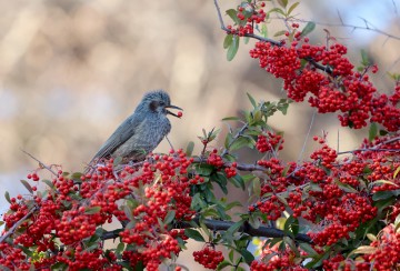 SOUTH KOREA ANIMALS