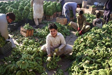 PAKISTAN AGRICULTURE