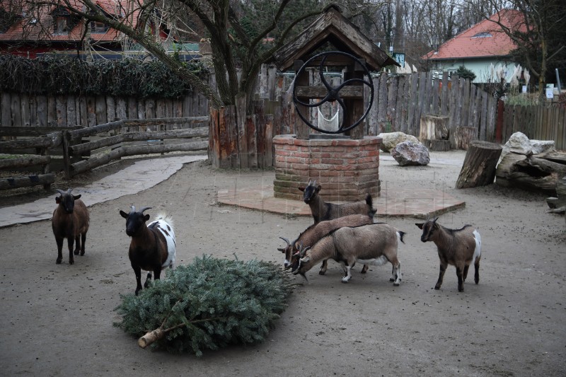 U Zoološkom vrtu Grada Zagreba životinjama podijeljena raskićena božićna drvca