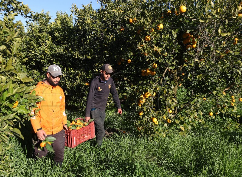 TUNISIA AGRICULTURE