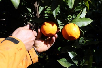 TUNISIA AGRICULTURE