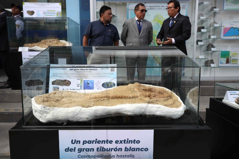 PERU PALEONTOLOGY