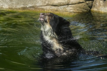 BRASIL ANIMALS