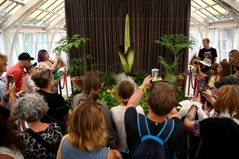 AUSTRALIA SYDNEY CORPSE FLOWER