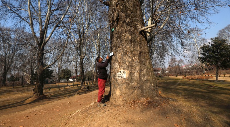 INDIA KASHMIR CHINAR TREES