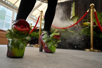 AUSTRALIA CORPSE FLOWER