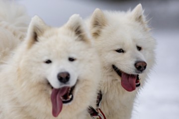 CZECH REPUBLIC PHOTO SET DOG SLED RACE