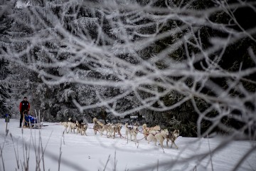 CZECH REPUBLIC PHOTO SET DOG SLED RACE