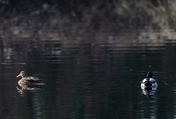 Jezero Savica, ornitološki rezervat s čak 12 jezera