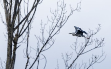 Jezero Savica, ornitološki rezervat s čak 12 jezera