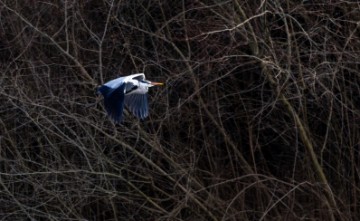 Jezero Savica, ornitološki rezervat s čak 12 jezera