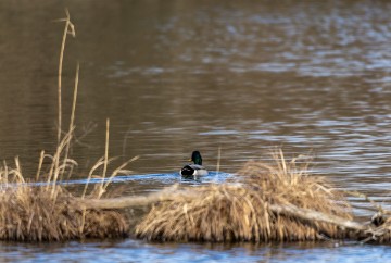 Jezero Savica, ornitološki rezervat s čak 12 jezera