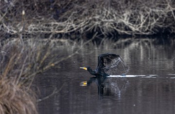 Jezero Savica, ornitološki rezervat s čak 12 jezera