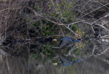 Jezero Savica, ornitološki rezervat s čak 12 jezera