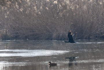 Jezero Savica, ornitološki rezervat s čak 12 jezera