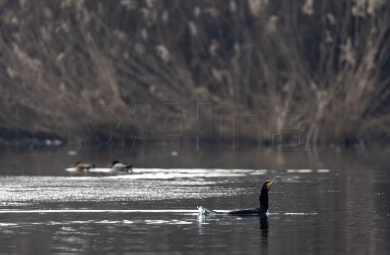 Jezero Savica, ornitološki rezervat s čak 12 jezera