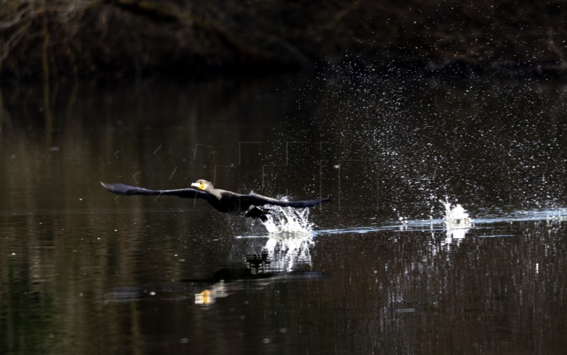 Jezero Savica, ornitološki rezervat s čak 12 jezera