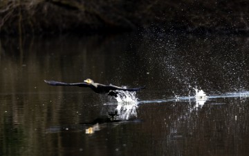 Jezero Savica, ornitološki rezervat s čak 12 jezera