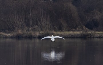 Jezero Savica, ornitološki rezervat s čak 12 jezera