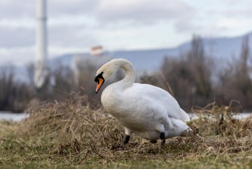 Jezero Savica, ornitološki rezervat s čak 12 jezera