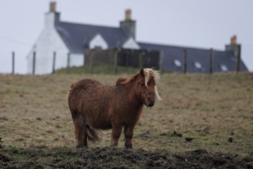 BRITAIN SHELTAND ISLANDS