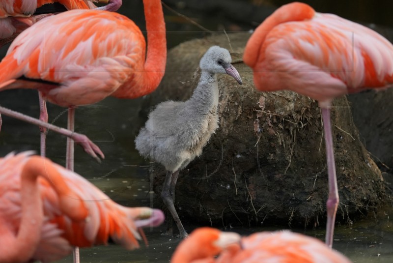 COLOMBIA ANIMALS