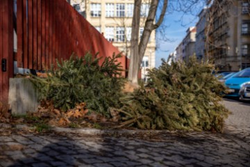 CZECH REPUBLIC PHOTO SET CHRISTMAS TREES