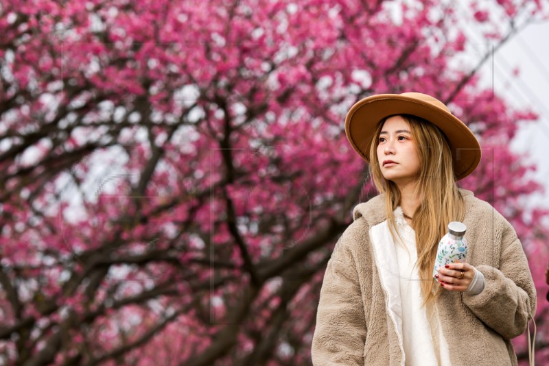 TAIWAN CHERRY BLOSSOMS