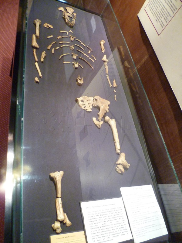 Australopitek Lucy prvi put dolazi u Europu