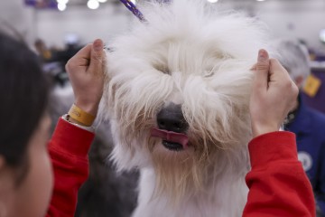 USA NEW YORK WESTMINSTER DOG SHOW