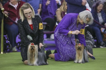 USA NEW YORK WESTMINSTER DOG SHOW