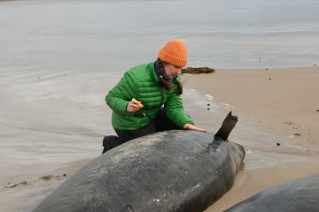 AUSTRALIA TASMANIA STRANDED WHALES