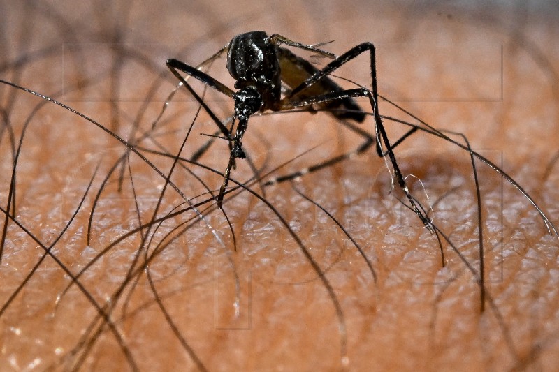 BRAZIL DENGUE