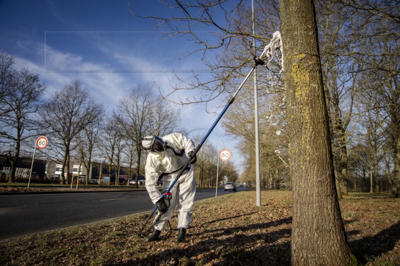 DENMARK OAK PROCESSIONARY