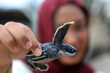 INDONESIA TURTLE CONSERVATION