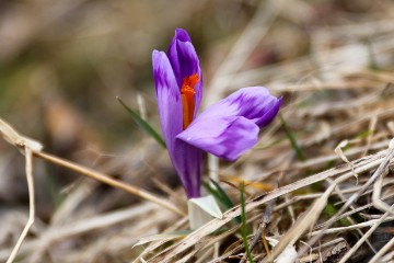 POLAND WEATHER CROCUSES