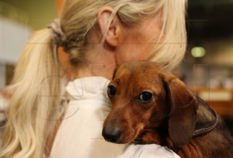 BRITAIN ANIMALS CRUFTS