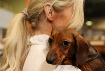 BRITAIN ANIMALS CRUFTS