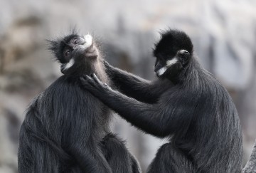 SINGAPORE WILDLIFE PARK