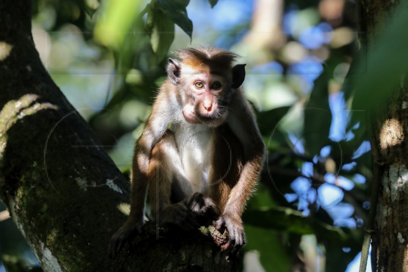 SRI LANKA NATURE WILDLIFE CENSUS AGRICULTURE