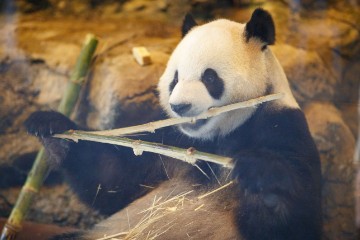 AUSTRALIA INTERNATIONAL PANDA DAY