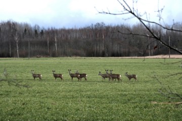 LATVIA ANIMALS