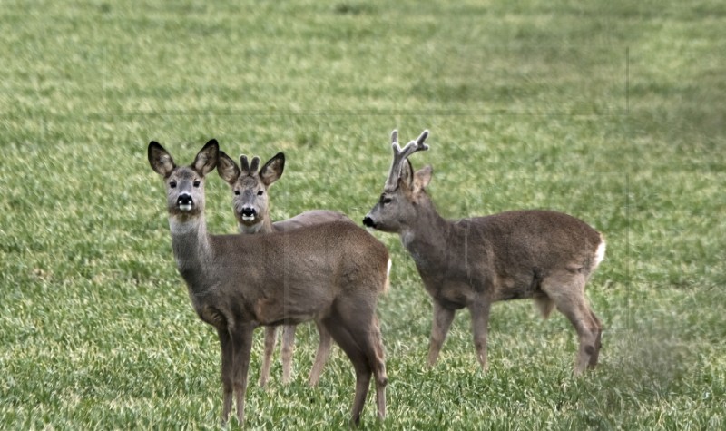 LATVIA ANIMALS